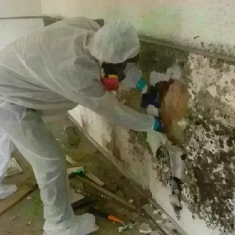 Mold Remediation and Removal in Wheatland County, MT